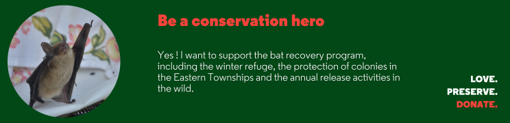 Banni__re_chauve-souris_ENGweb.png