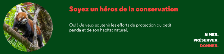 Banni__re_petit_panda_FRweb.png